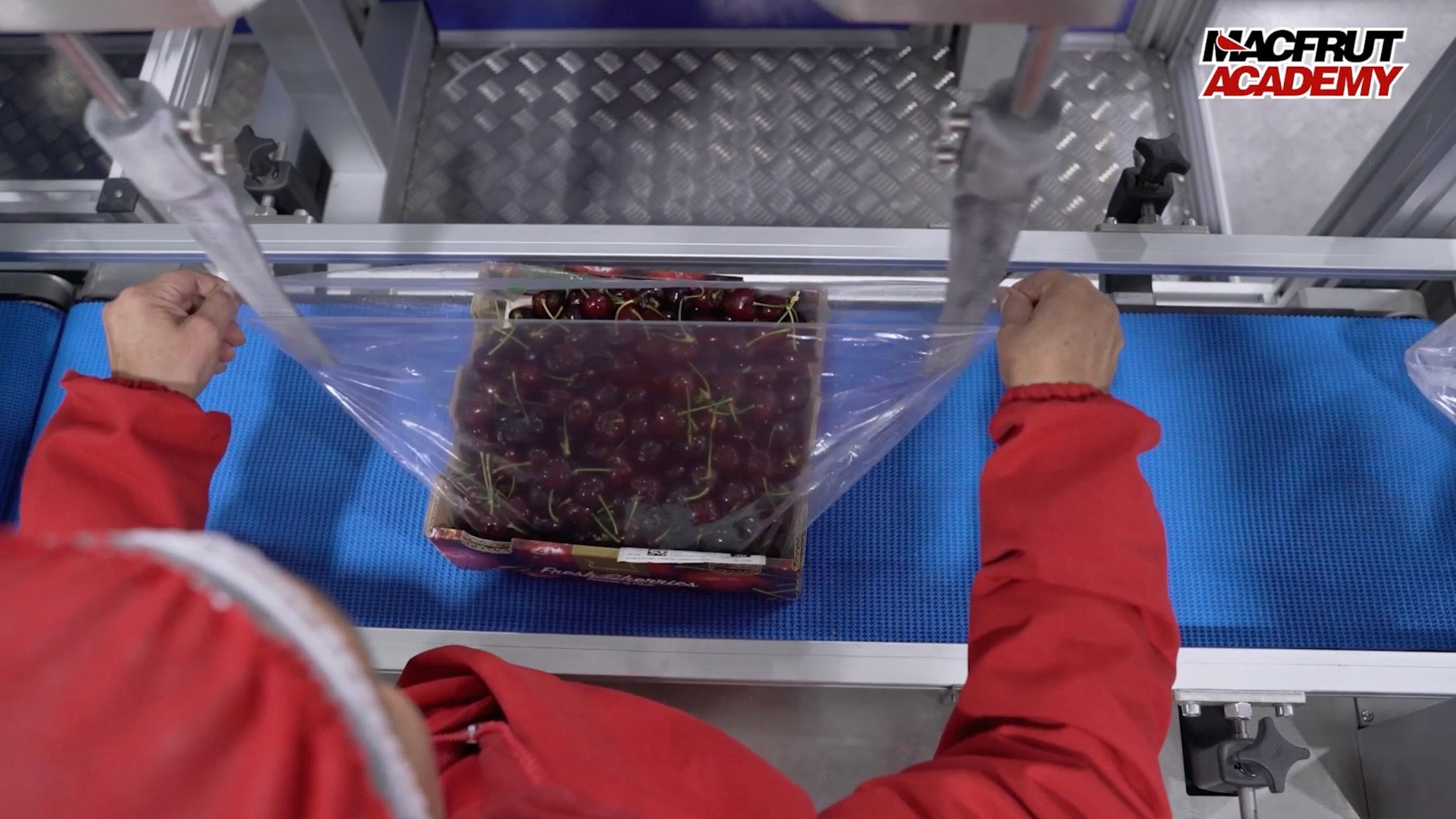 macfrut cereza|macfrut cereza|macfrut cereza